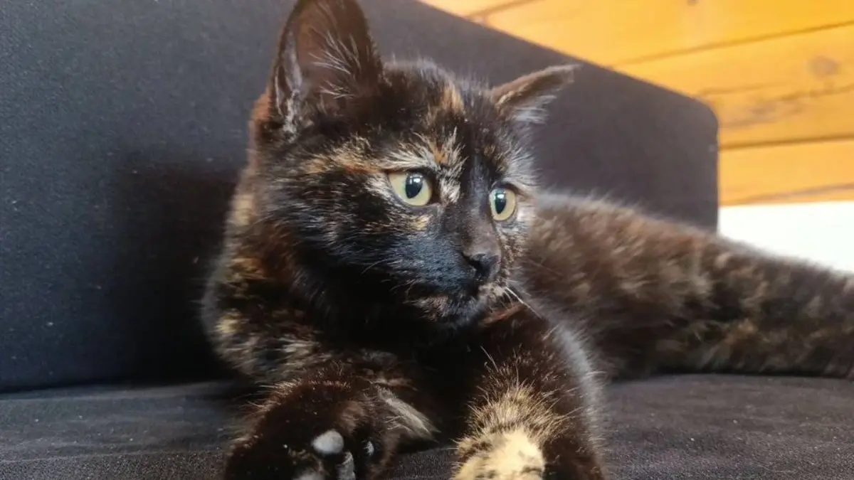 «Очень ласковый и нежный»: сибирячка достала из-под капота машины трёхмесячного котёнка