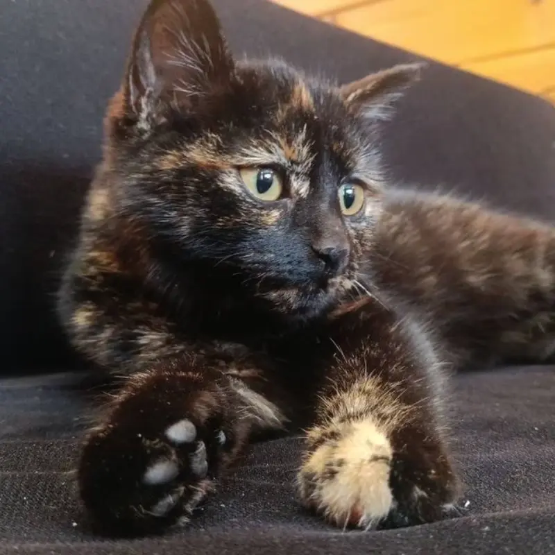 Спасла котёнка из под капота автомобиля иркутянка