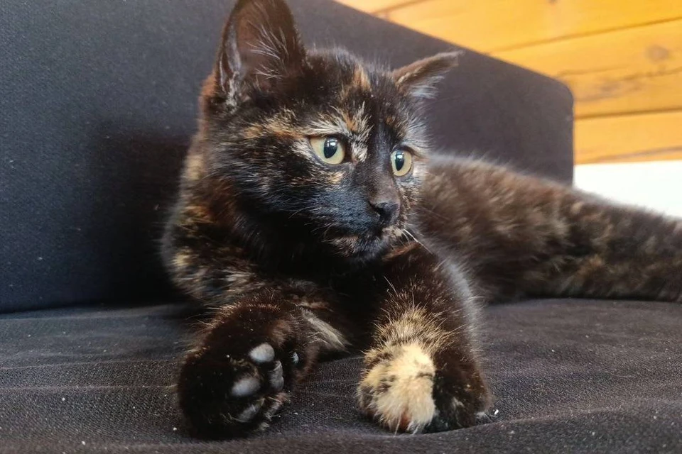 «Очень ласковый и нежный»: сибирячка достала из-под капота машины трёхмесячного котёнка