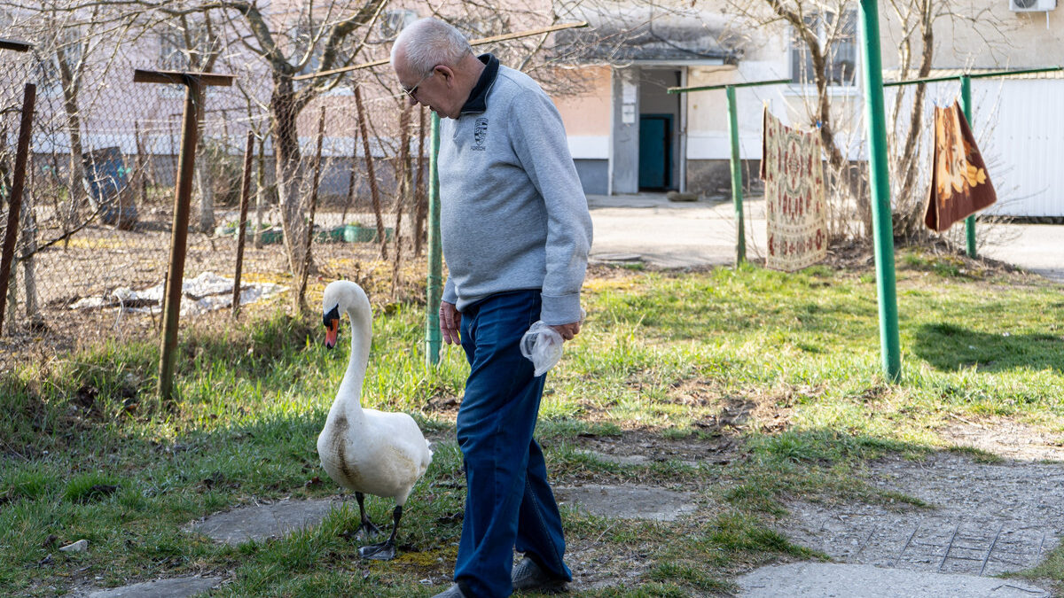 Волонтёры спасли лебедя и подселили к раненому сородичу