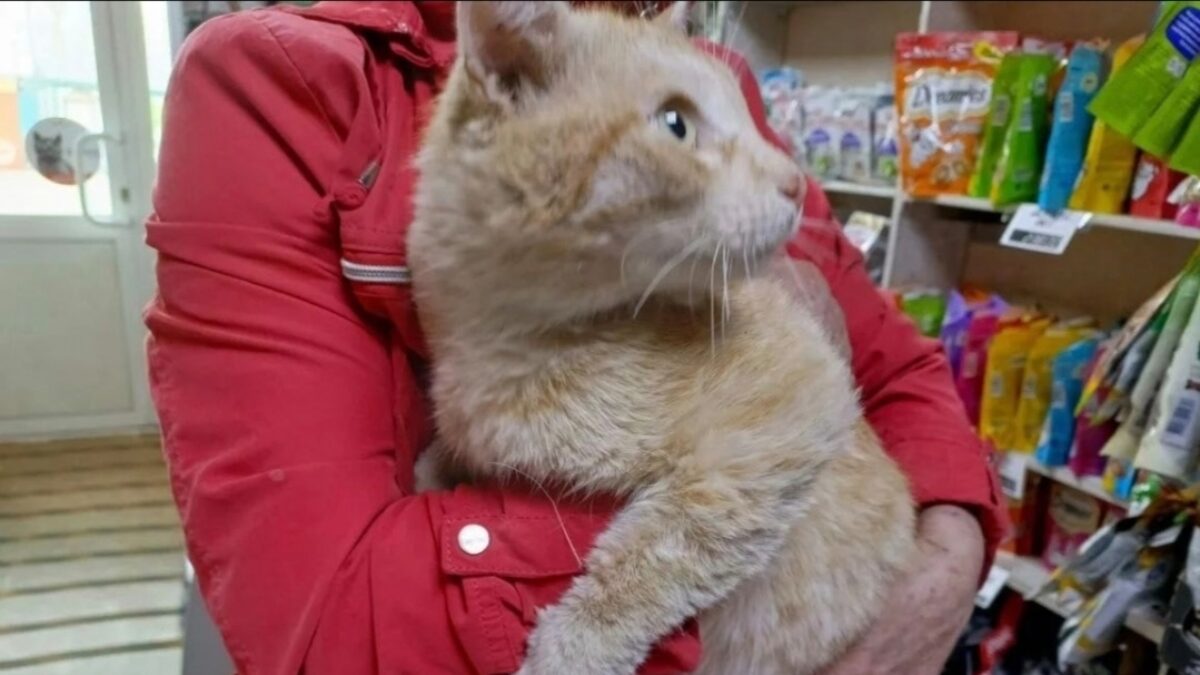 В Братске спасли кота Филю, над которым издевались подростки