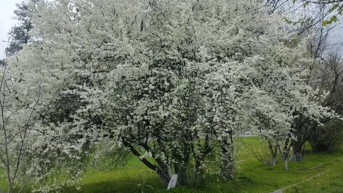 Записки офицера добровольца. Другая Эра.