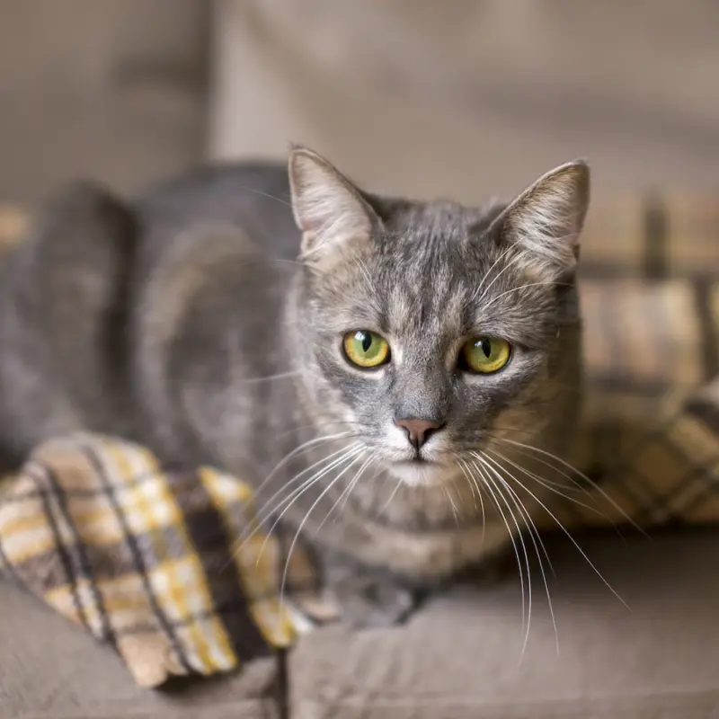 Опасные заблуждения: мифы о паразитах у домашних животных