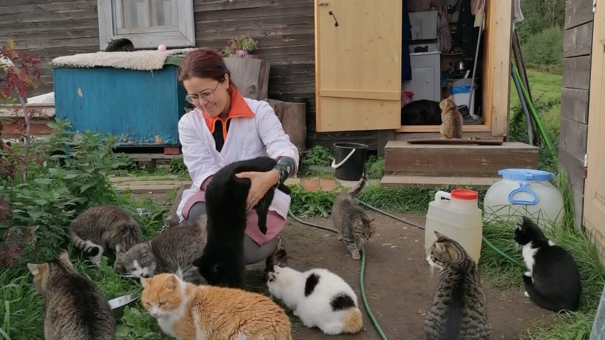 На Валааме волонтёры помогают выживать бездомным кошкам