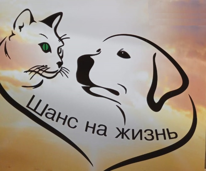 Построим приют вместе !