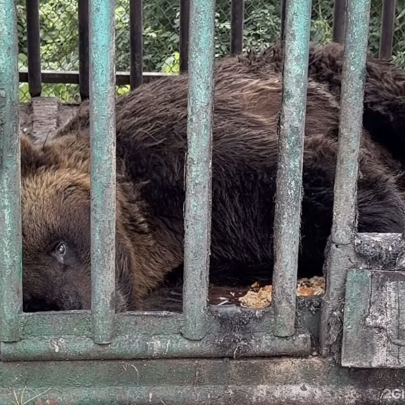 Медведь в кафе «Тайга» под Красноярском страдает