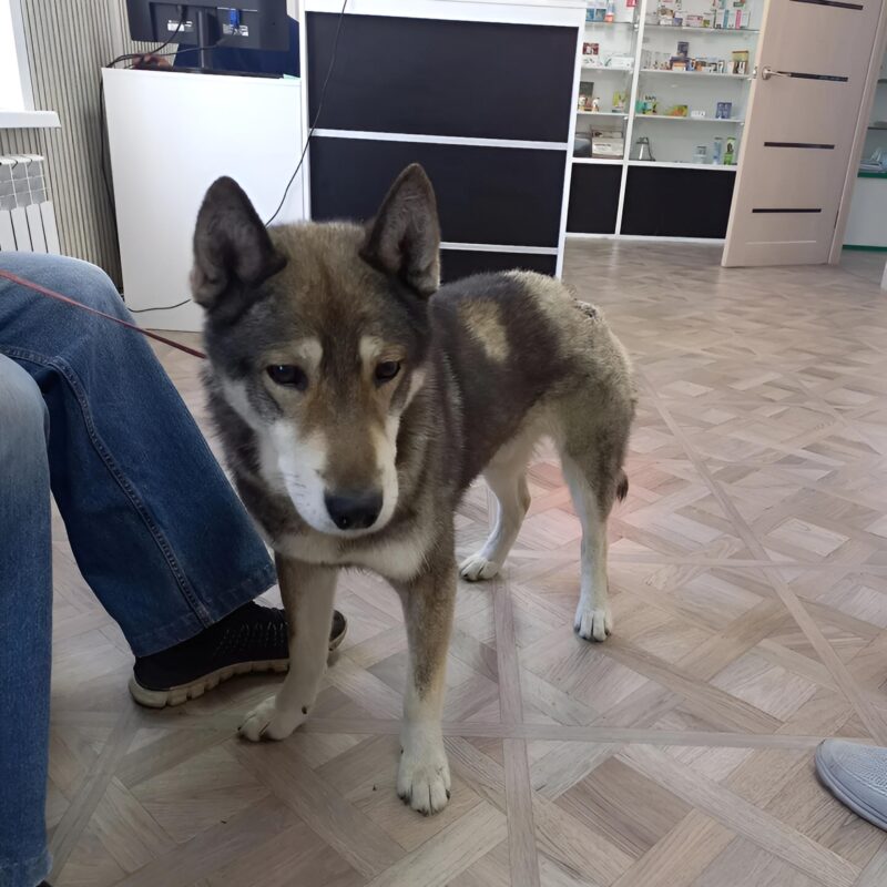 Пёс спас хозяина от медведя на Сахалине