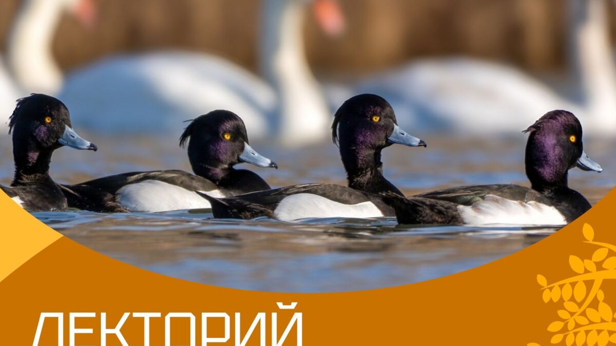 24 октября в Севастополе состоится эко-лекторий об истории и экосистеме бухты Круглой