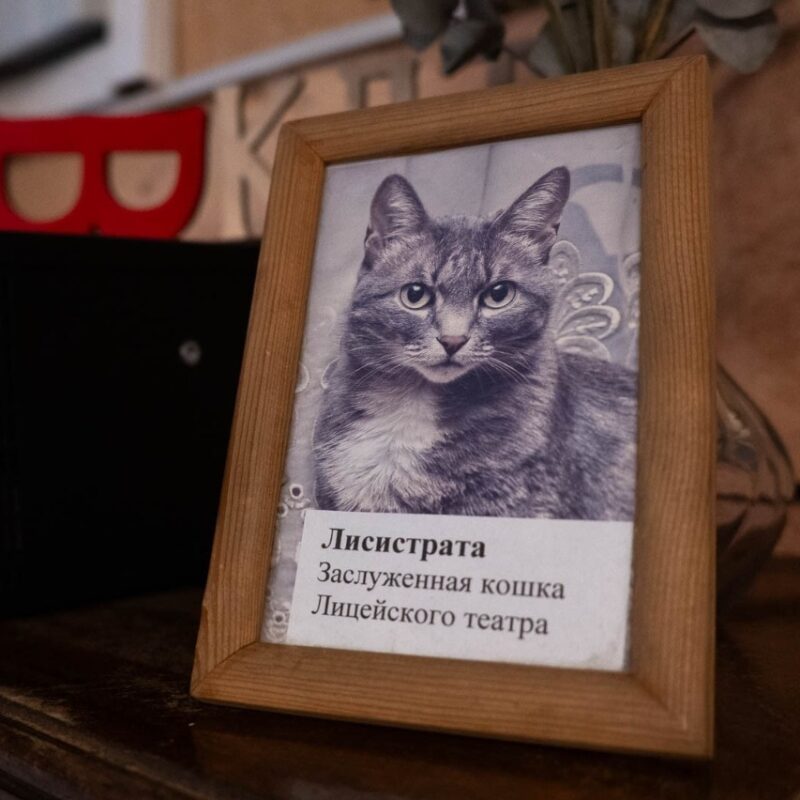 Кошка Лисистрата – символ Камерного драматического театра